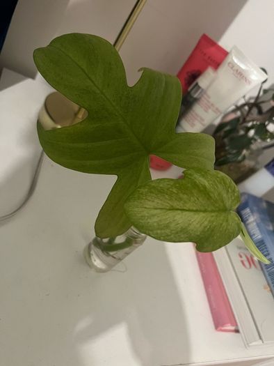 plant Florida White Ghost