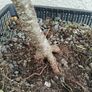 Native Irish Hazel Bonsai Image 4