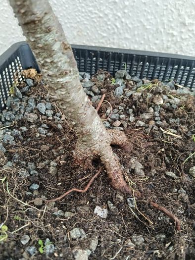 Native Irish Hazel Bonsai