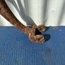 Set of 4 old trap springs Image 7