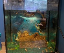 Small fish tank