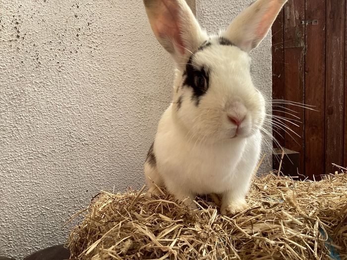 rabbit adoption