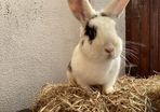 rabbit adoption