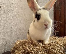 rabbit adoption