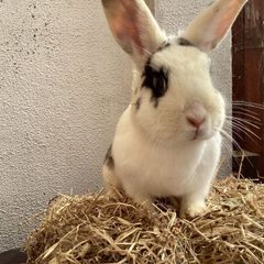 rabbit adoption