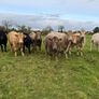 Organic cattle Image 7