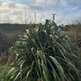 Phormium / new zealand flax. Image 2
