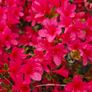 Azalea Evergreen Plants Image 6