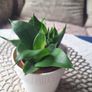 Small Sansevieria Hahnii in White Pot Image 4