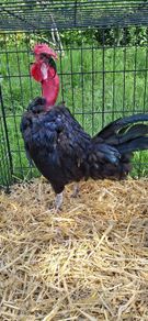 Naked neck cockerel