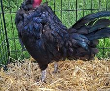 Naked neck cockerel