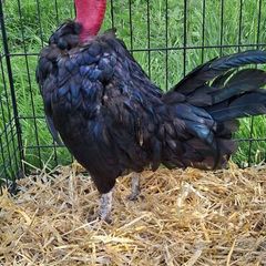 Naked neck cockerel