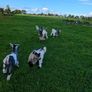 Pygmy Goats Image 2