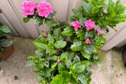 garden plants
