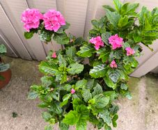 garden plants