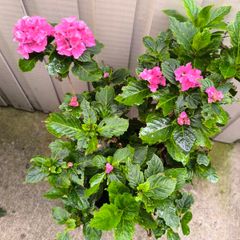 garden plants