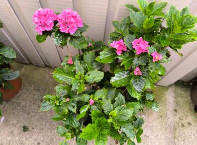 garden plants