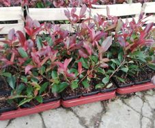 Red Robin Hedging