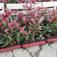 Red Robin Hedging