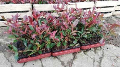 Red Robin Hedging