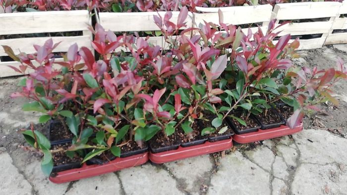 Red Robin Hedging