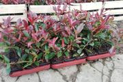 Red Robin Hedging