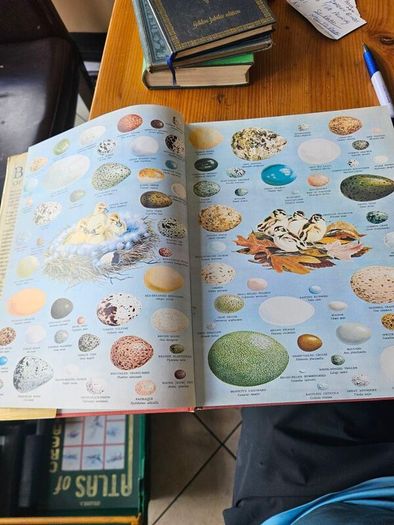 Birds Of The World. By Oliver L. Austin Jr. Illustrated By Arthur Singer. Forwarded By Sir Peter Scott. 1968 Large Volume Hardback With Dustjacket In Good Condition.