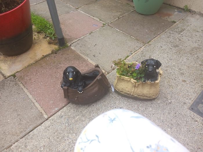 dog planters