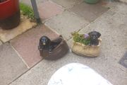 dog planters
