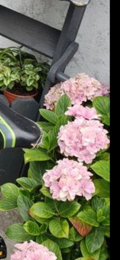 garden plants