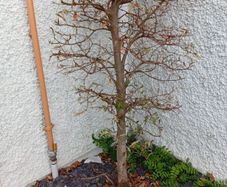 fagus sylvatica