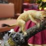 Vintage Taxidermy Stoat Image 2