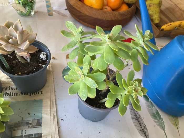 plant &trees succulent