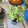 plant &trees succulent Image 4