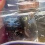 How to Train Your Dragon Legends Evolved Evolution Set Mini Toothless Damaged Box Please see photos Image 5
