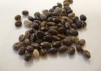 Lupin Seeds (Mixed Colours)
