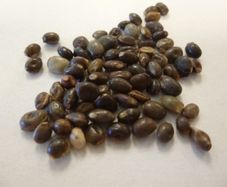 Lupin Seeds (Mixed Colours)