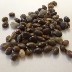 Lupin Seeds (Mixed Colours)