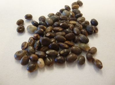 Lupin Seeds (Mixed Colours)