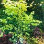 Japanese Acer Maple varieties Image 9