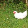 Rooster's x2 (FREE) Image 2