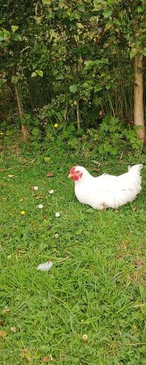 Rooster's x2 (FREE)