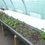 Polytunnel Greenhouse Image 8
