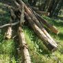 Firewood Image 3