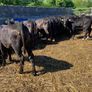 Aa Bullas & Heifers Image 9
