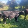 Bull runners Image 2