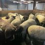 Hogget ewes and Rams Image 4