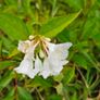Large Shrubs, Garden Plants Image 6