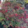 Fuchsia Plant Image 2