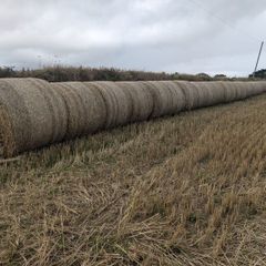 wheaten straw